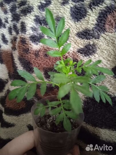 Рассада бархатцев разных сортов