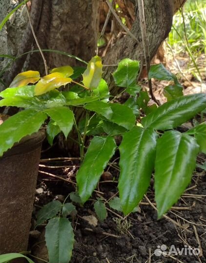 Магония падуболистная