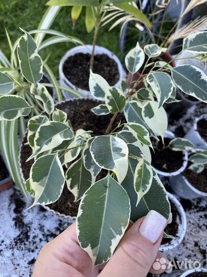 Фикус бенджамина традесканция