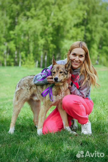 Собака Степа добрый и спокойный пес