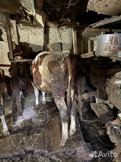 Коровы и телята