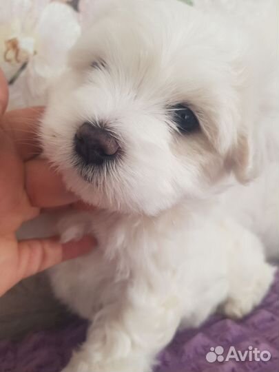 Щенки мальтезе