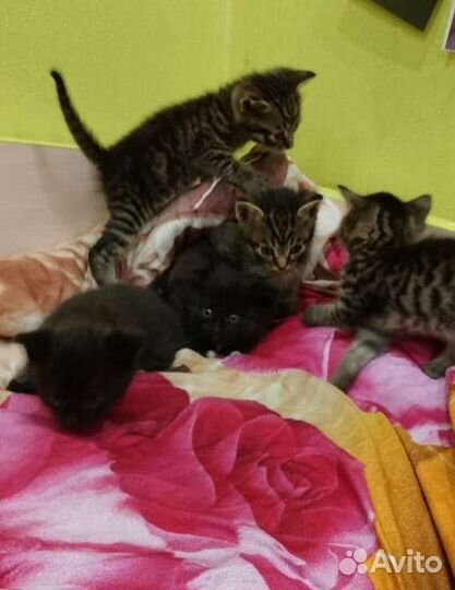 Котята от шотландской вислоухой кошки