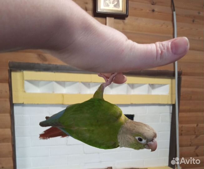 Птенцы пиррура, говорящие,супер ручные