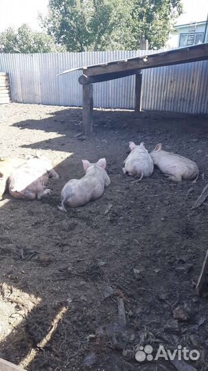 Поросята дюрок,ландрас,кб чистокровные