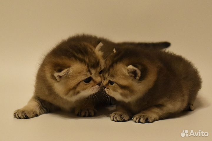 Котята Британская золотая шиншилла