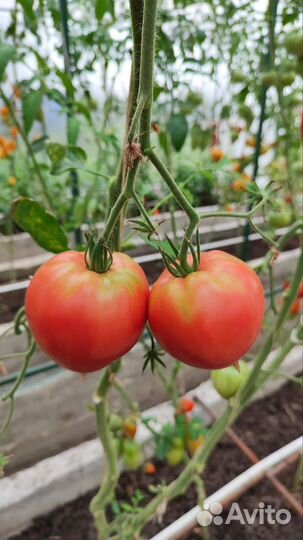Помидоры домашние