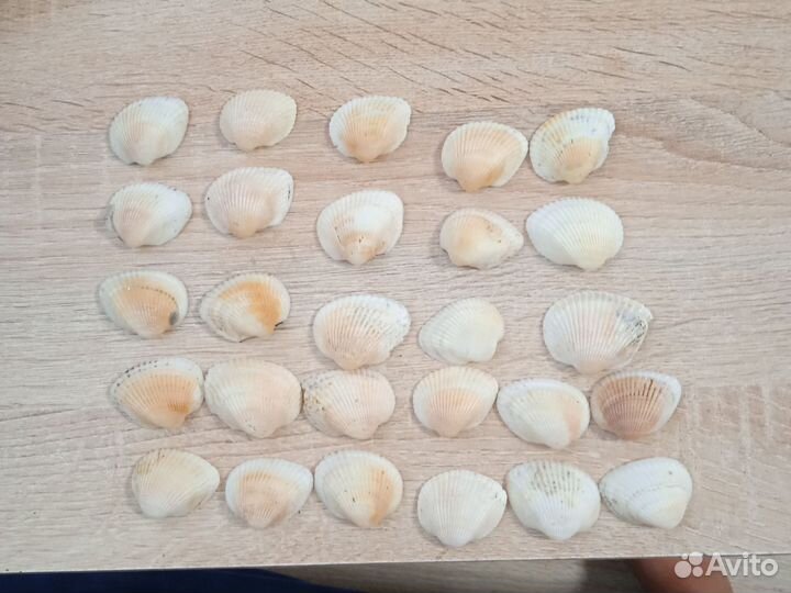 Морские ракушки раковины