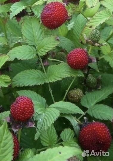 Китайский лимонник,тибетская малина, земклуника