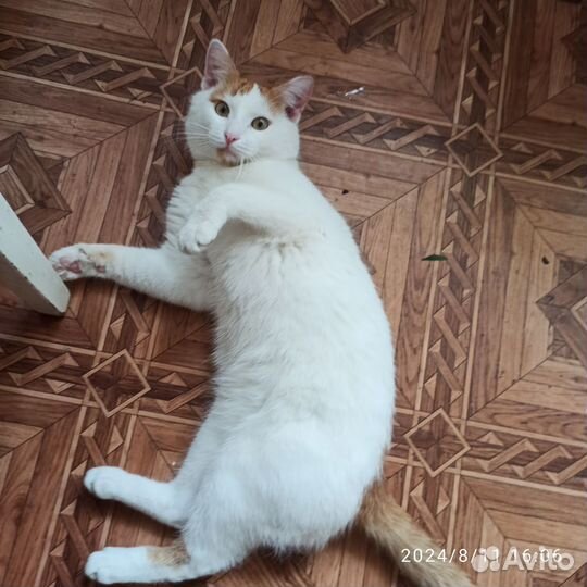 Молодой котик в добрые руки