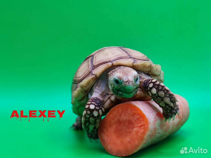 Шпороносная черепаха