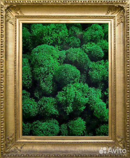 Мох стабилизированный