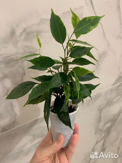 Фикус Бенджамина