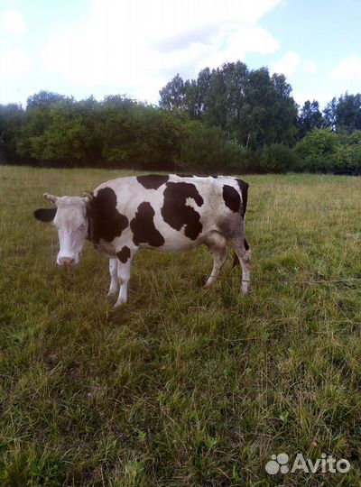 Козы, коровы, бараны