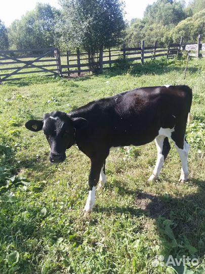 Бык и тёлочка