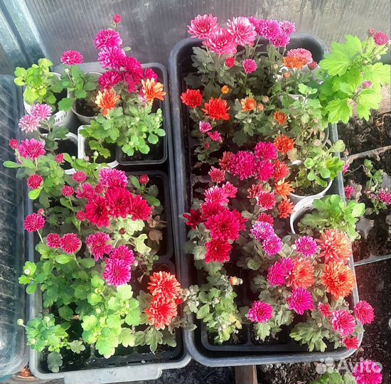 Черенки Хризантемы мультифлора