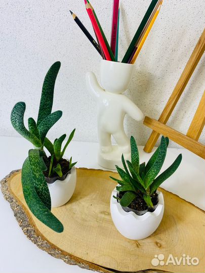 Суккуленты