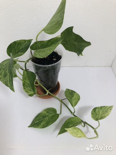 Сциндапсус марбл квин