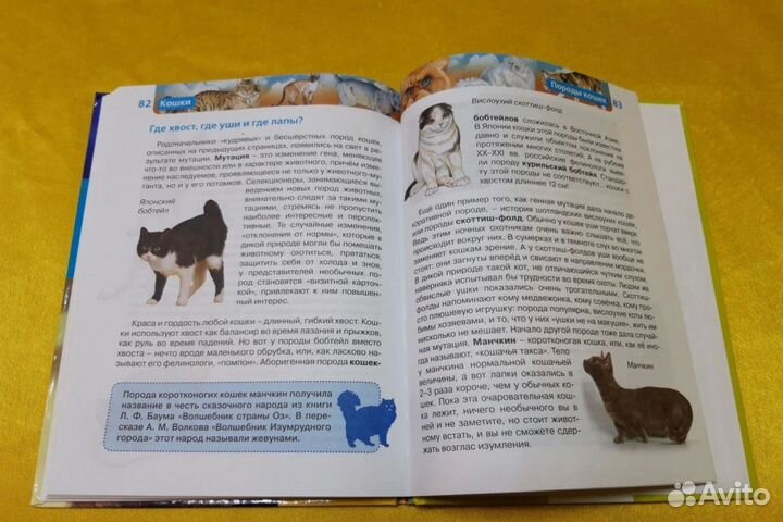 Кoшки. Энциклoпeдия знaний. Елена Широнина
