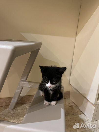 Котенок