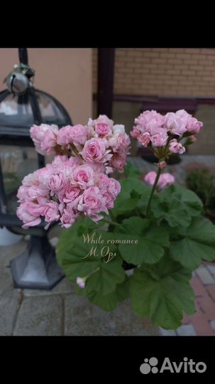 Пеларгония Шелк Маркиза,Mimi,With Romance