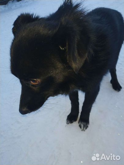 Пушистик потеряшка