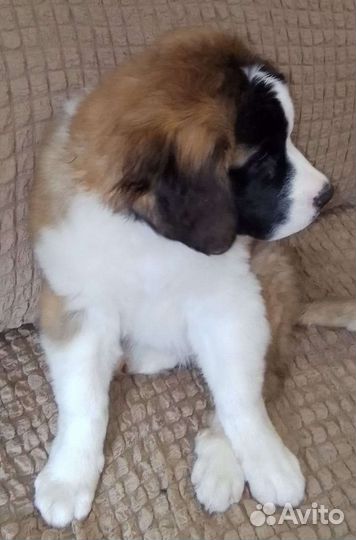 Щенки сенбернара