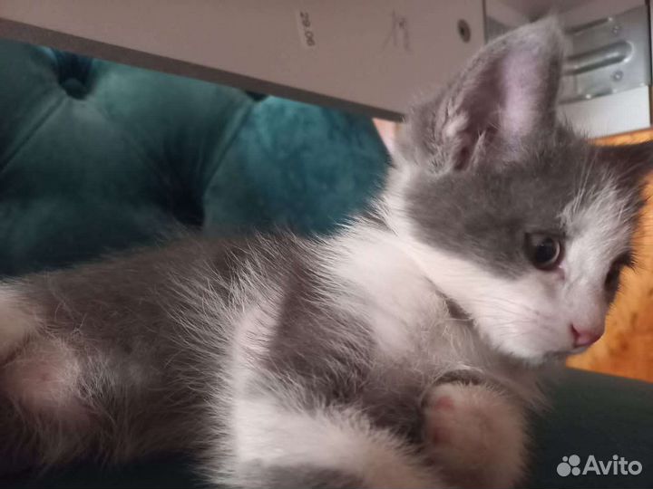 Кошка в дар бесплатно
