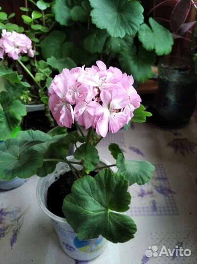 Герань пеларгония