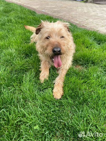 Пёс Барбос в добрые руки