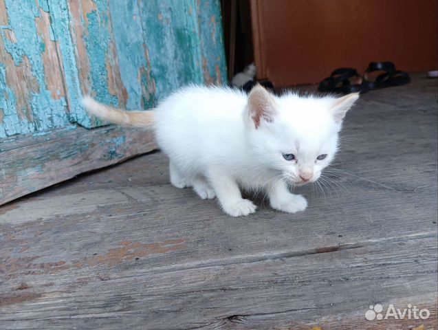 Сиамские кошки бесплатно объявление продам