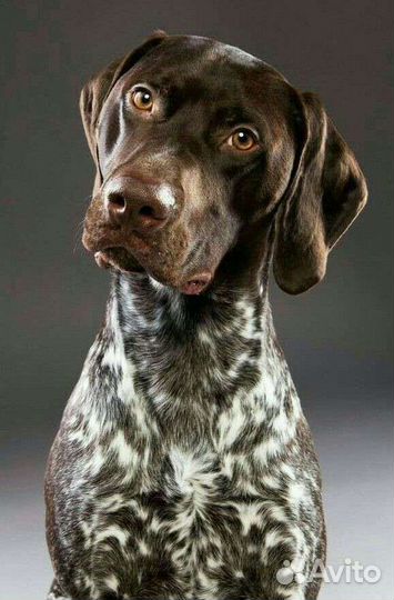 Щенки курцхаара