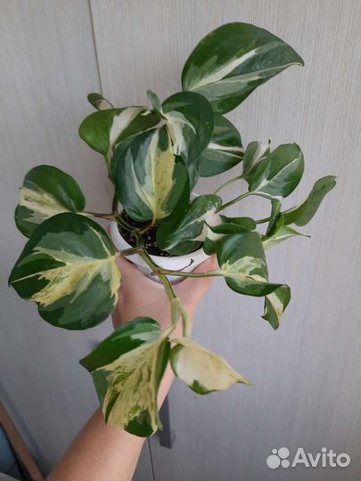 Эпипремнум Happy Leaf