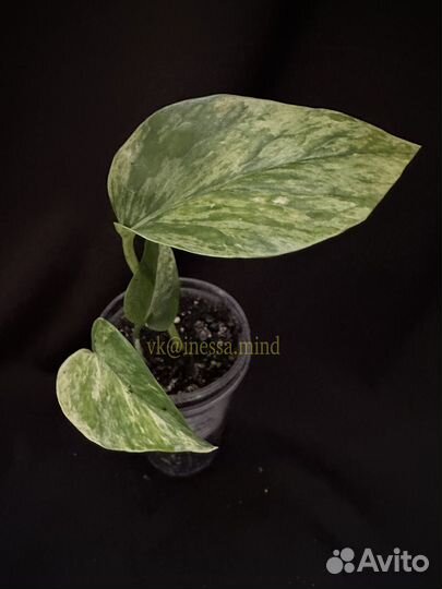 Эпипремнумы, сциндапсусы