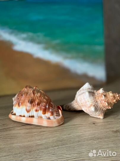 Морские ракушки