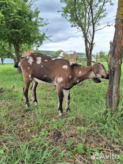 Коза, козлята