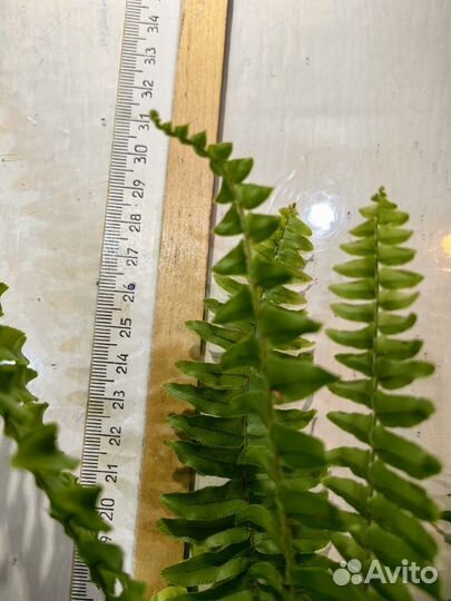 Папоротник домашний