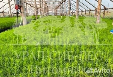 Сеянцы зкс Сосна Ель Лиственница окс Голуб Горн