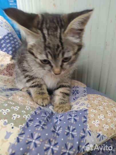 Котёнок SOS