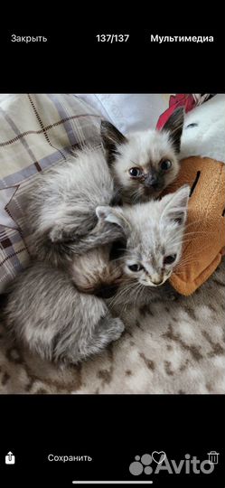 Котята в добрые руки