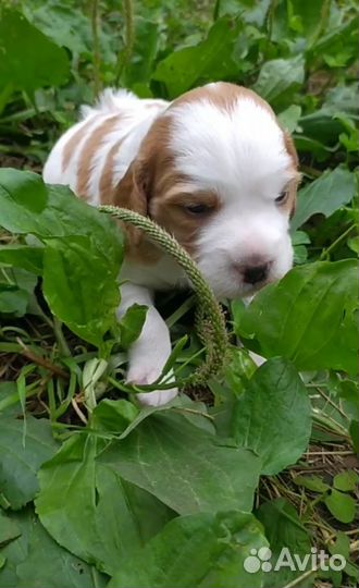 Бретонский Эпаньоль щенки
