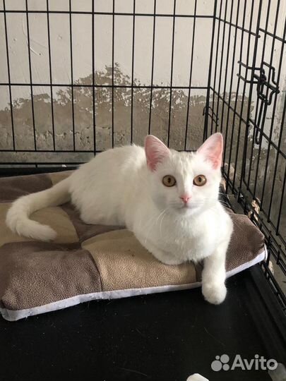 Белоснежка ищет дом