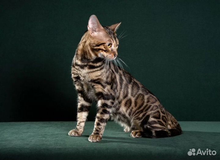 Бенгальский кот вязка
