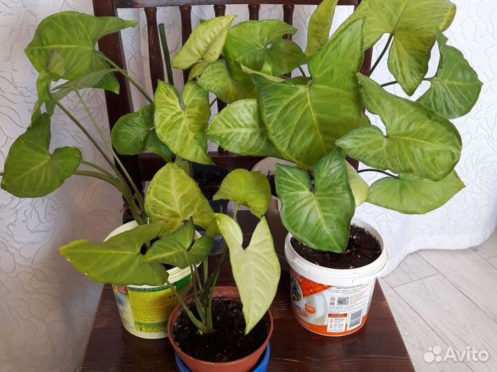 Цветы комнатные разные