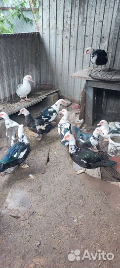 Продам индоуток на разведение
