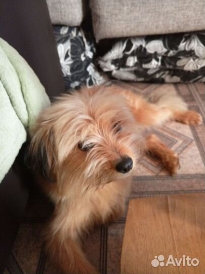 Собака бесплатно