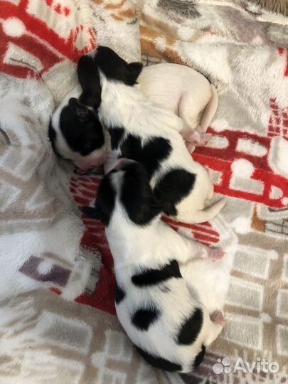 Щенки бивер