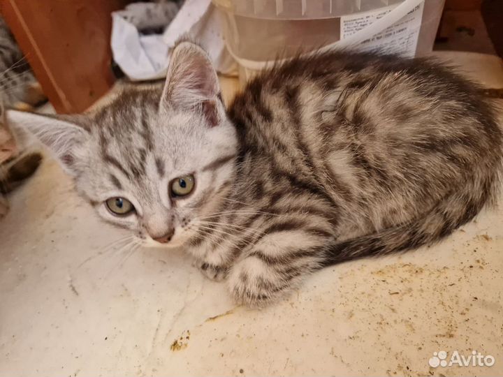 Котята 2 месяца