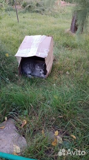 Британский котенок
