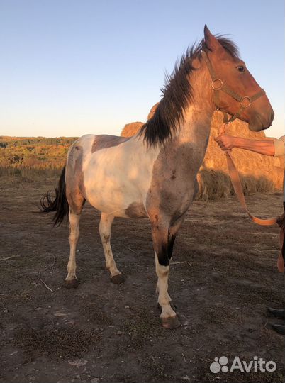 Лошади тяжи, полутяжи